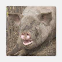 Piggy Magnet