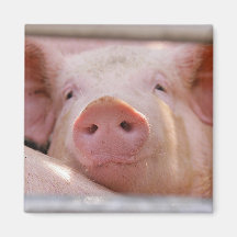Piggy Magnet