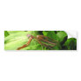 Piggyback Mantis ~ bumper Bumper Sticker