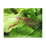 Piggyback Mantis ~ postcard