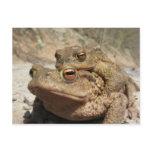 Piggyback Toads postcards