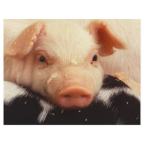Piglet Flyer