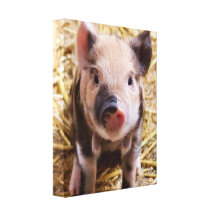 Piglet Gallery Wrap Canvas