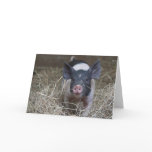 Piglet in straw card
