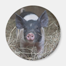 Piglet in Straw Magnets