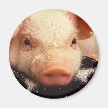 Piglet Pig Adorable Face Snout Fridge Magnet