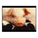 Piglet Pig Adorable Face Snout Post Card