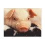 Piglet Post Card