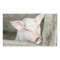Piglet Rectangle Stickers