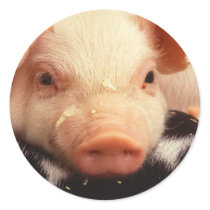 Piglet Round Sticker