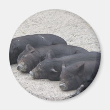 Piglets Magnets