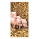 Piglets photo cards