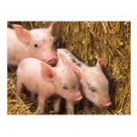 Piglets Post Cards