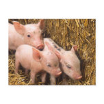 Piglets postcards