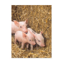 Piglets Post Card