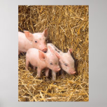 Piglets Posters