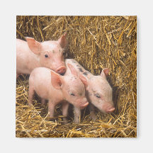 Piglets Refrigerator Magnets