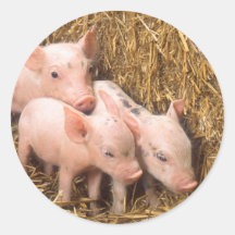 Piglets Round Sticker