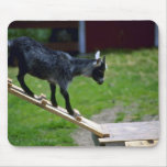 Pigmy Goat Mousepad