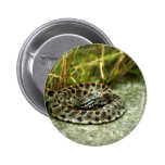 Pigmy Rattlesnake Buttons