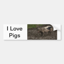 Pigs Bumper Sticker