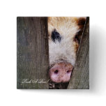 PIGS buttons