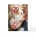 PIGS cards
