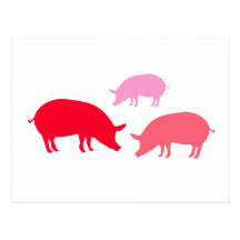Pigs Looking for Food (Red) Post Cards