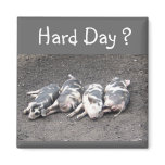 Pigs magnets