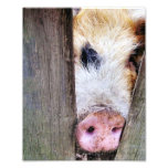 PIGS photography