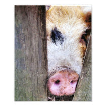 PIGS PHOTOGRAPH