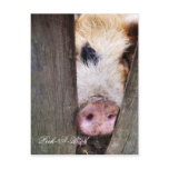 PIGS postcards