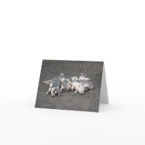 Pigs sleeping card