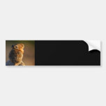 pika bumper stickers
