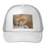 pika hat