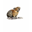 Pika Howling t-shirts