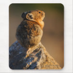 pika mousemats