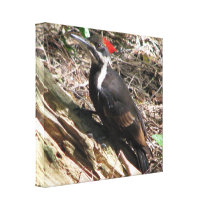 Pileated Woodpecker Gallery Wrapped Canvas