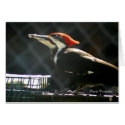 Pileated Woodpecker cards