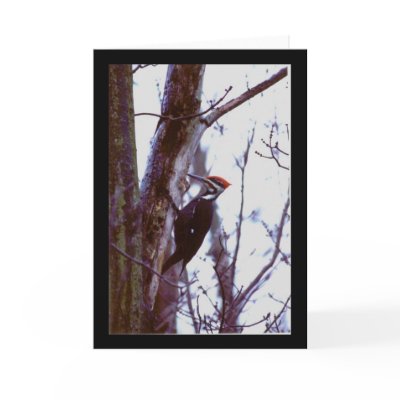 Pileated Woodpecker Cards by amwesley