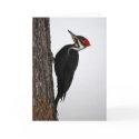 pileated woodpecker cards