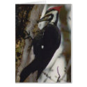 Pileated Woodpecker cards