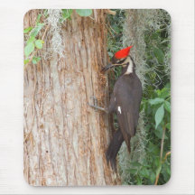 Pileated Woodpecker in Florida Mousepads