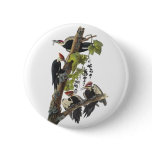 Pileated Woodpecker, John Audubon Pinback Button