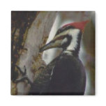 Pileated Woodpecker Refrigerator Magnet