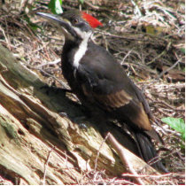 Pileated Woodpecker Photo Sculpture