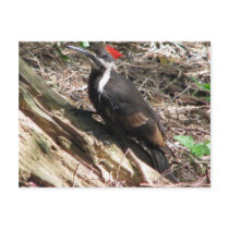 Pileated Woodpecker Post Cards