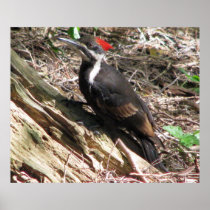 Pileated Woodpecker Print