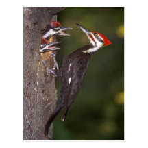 Pileated Woodpecker with young Post Cards