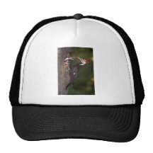 Pileated Woodpecker with young Trucker Hats